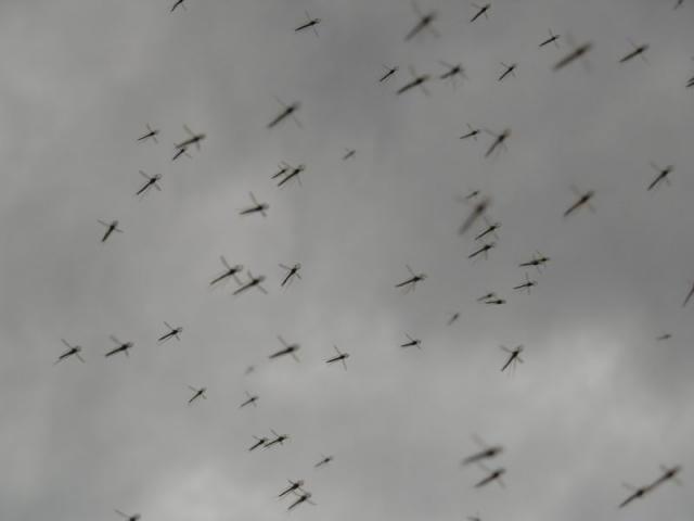 _5083031