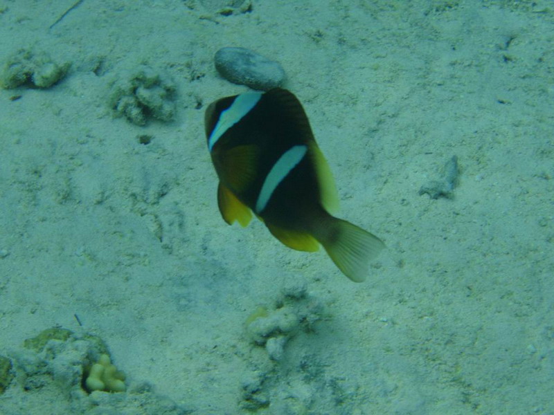 PB300481