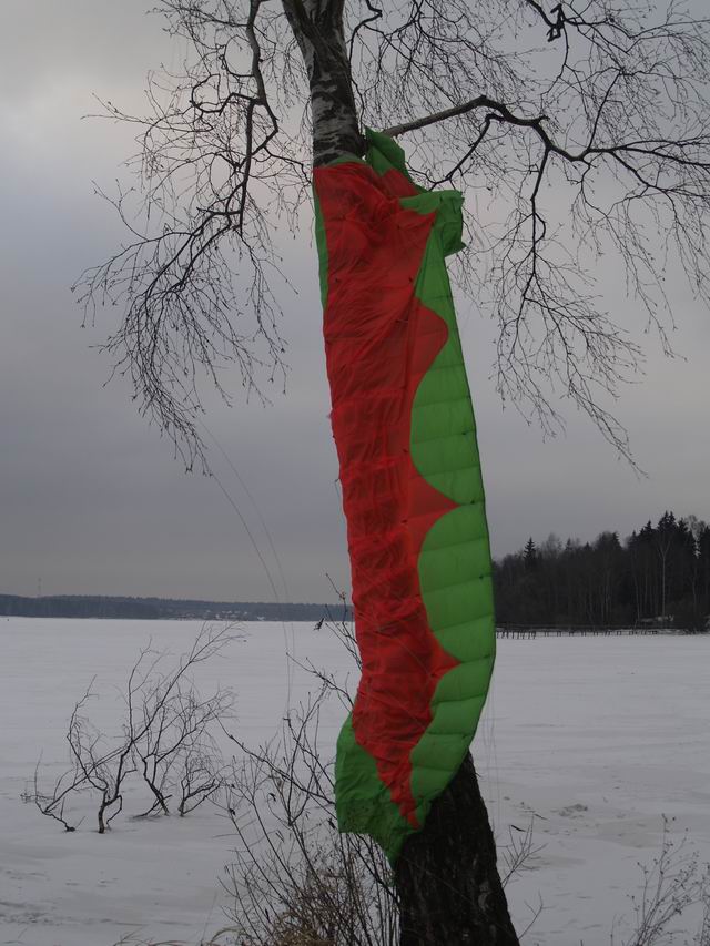 Берёза весьма принарядилась!