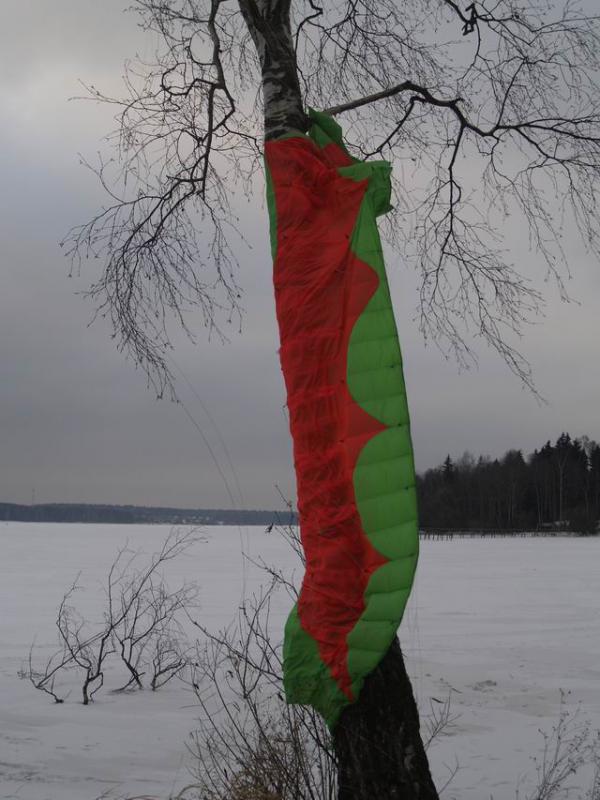 Берёза весьма принарядилась!