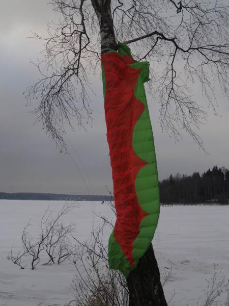 Берёза весьма принарядилась!
